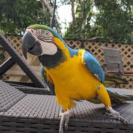 Rainforest Lodge Del Rio Портобело Екстериор снимка