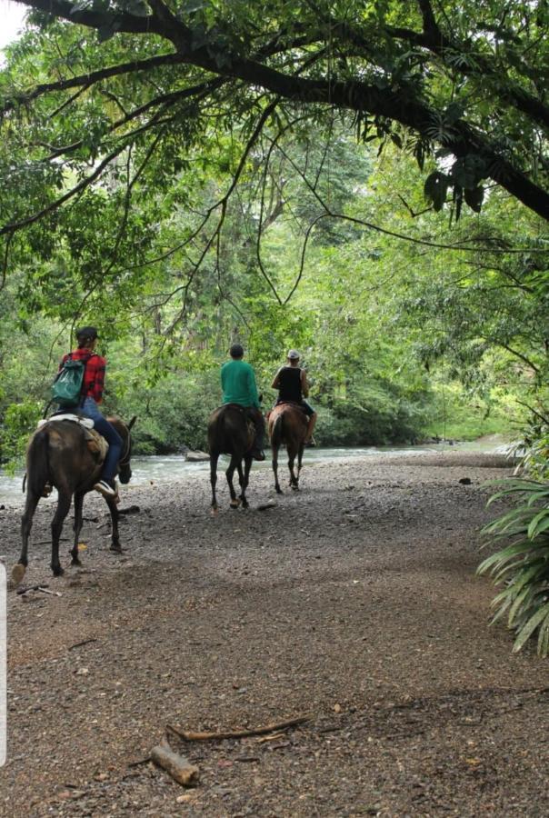 Rainforest Lodge Del Rio Портобело Екстериор снимка