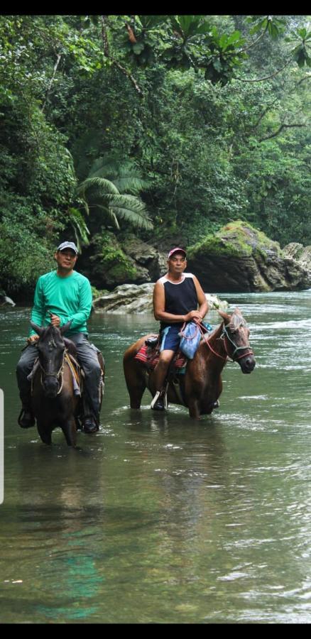 Rainforest Lodge Del Rio Портобело Екстериор снимка