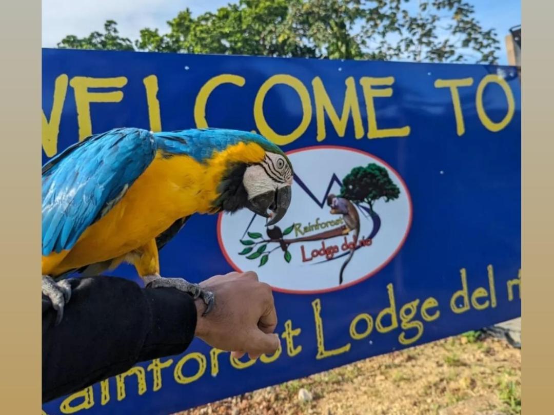 Rainforest Lodge Del Rio Портобело Екстериор снимка